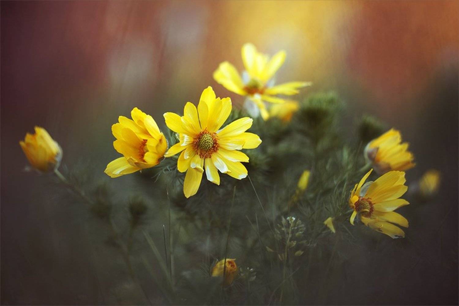 , Наталья Ова