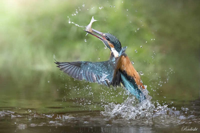 La pesca del Martino  фото превью