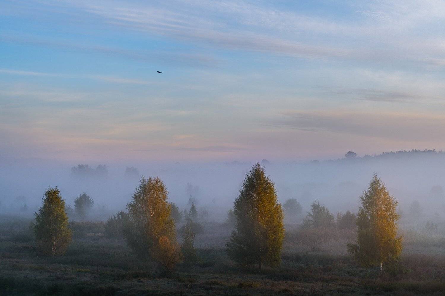 украина, полесье, черниговщина, Зинченко Роман