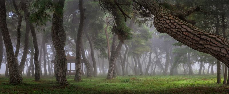 pinetree panorama green light trees forest fog foggy morning Korea pine forest фото превью