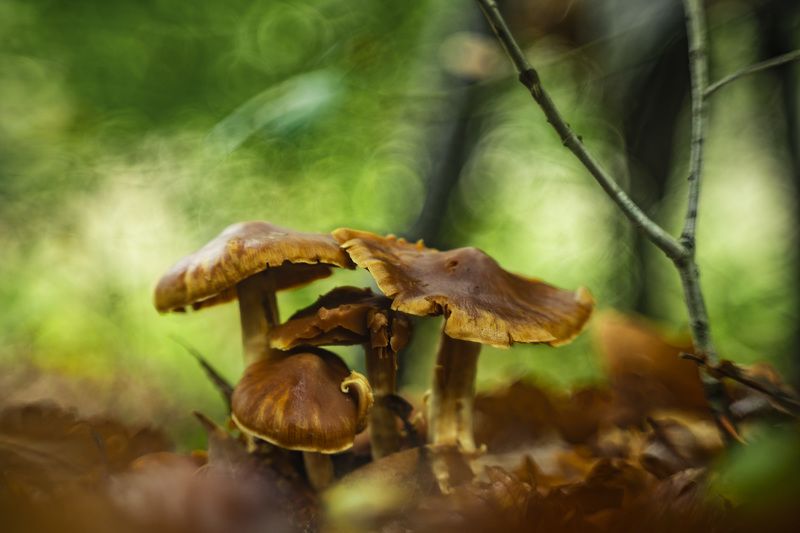 Cortinarius speciosissimus фото превью