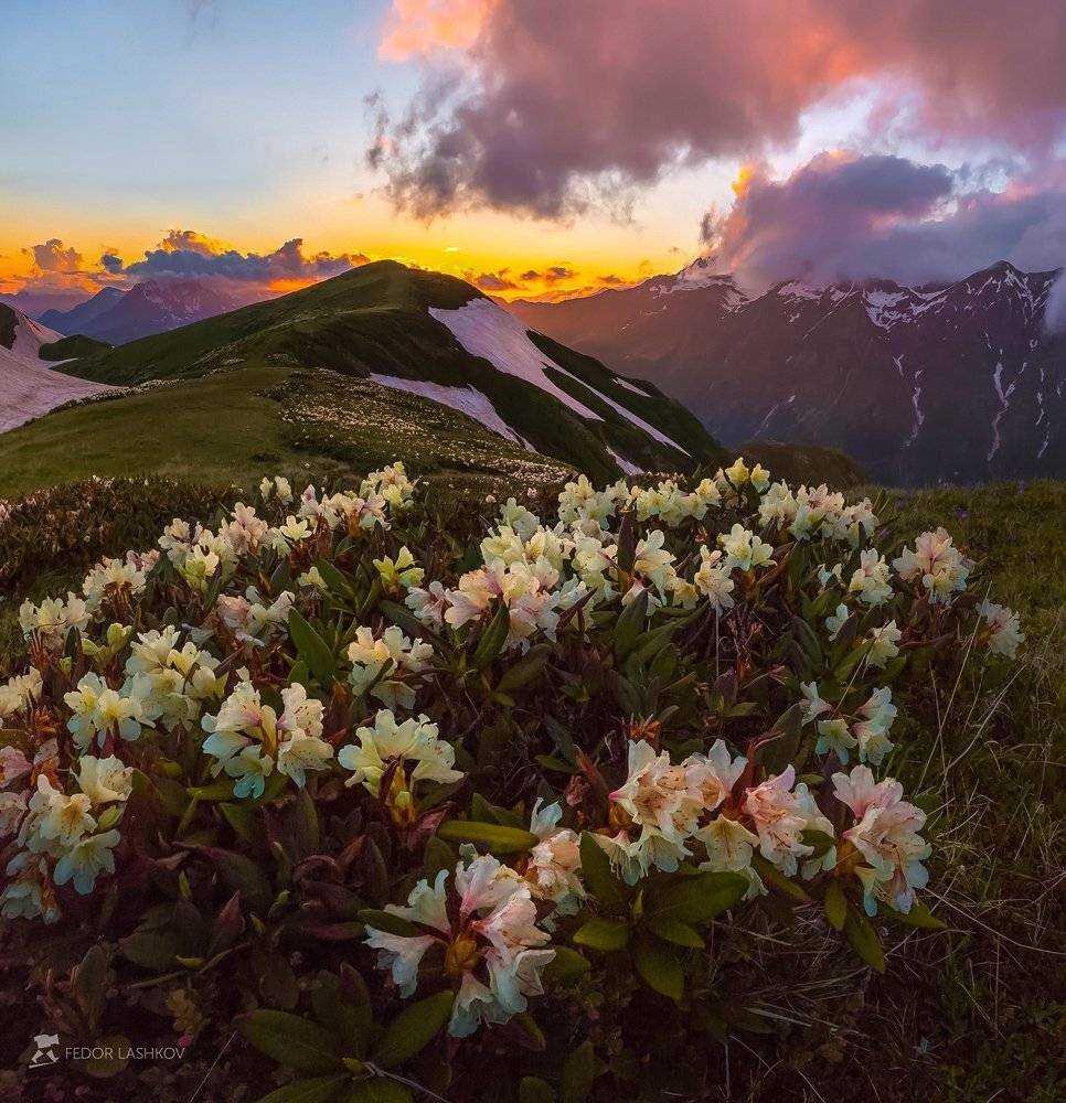 абхазия, фототур, путешествие, туризм, горы, хребет, лето, кавказский хребет, ледник, закат, облака, рододендрон, цветы, флора, Лашков Фёдор