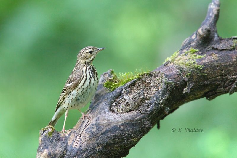 лесной конёк,anthus trivialis,birds,птица,птицы,фотоохота Лесной конёк фото превью