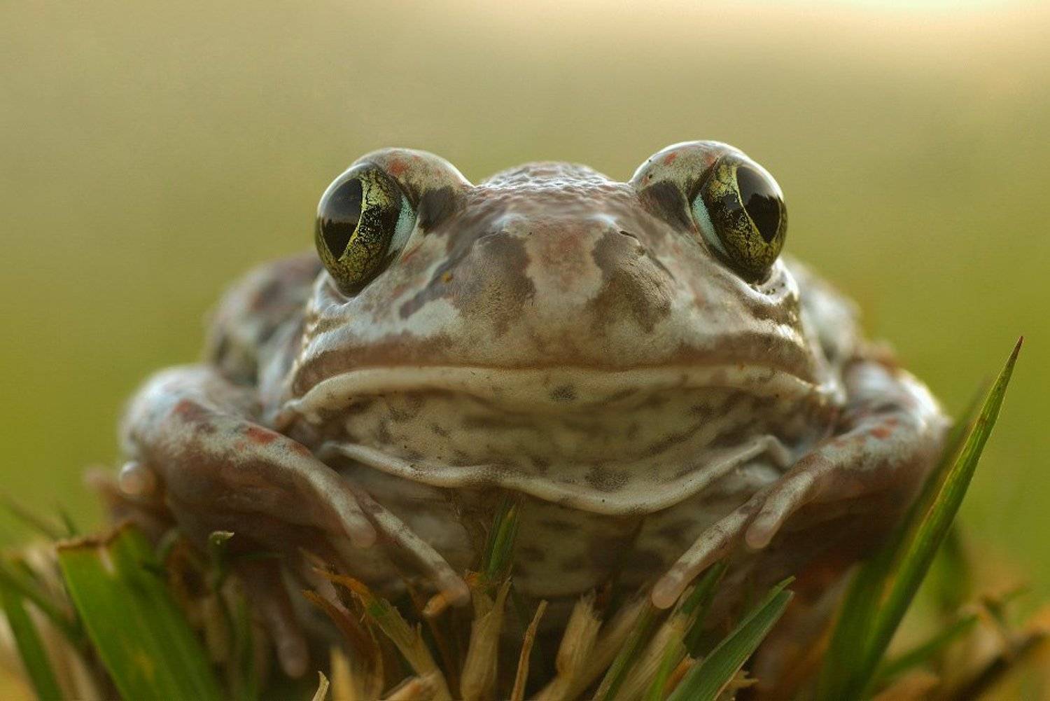 , Евгений Лукашук