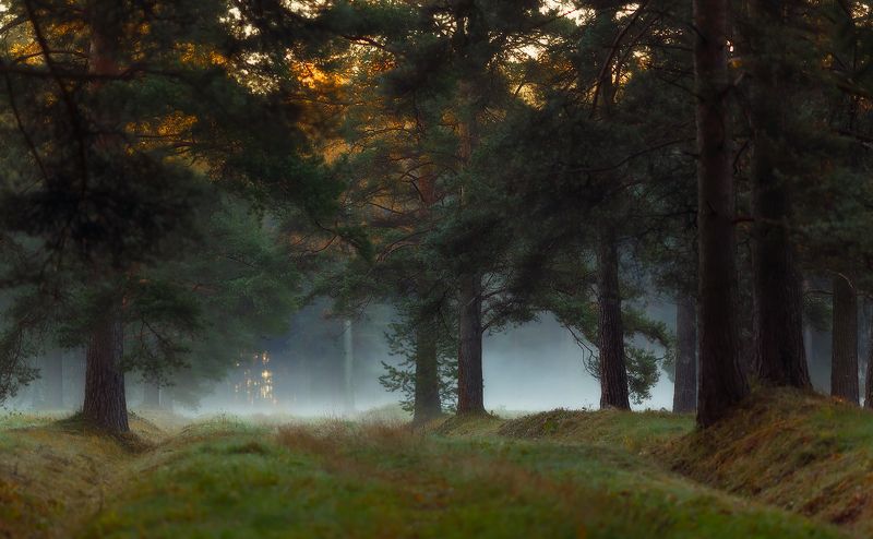 павловск, павловскийпарк, питер, рассвет, туман, питер, осень,  landscape, tsarskoyeselo, autumn Утром . . . фото превью