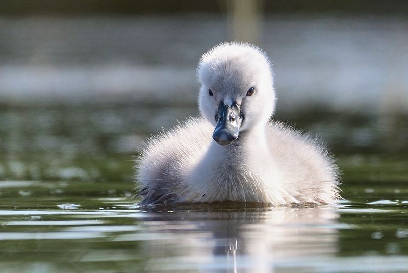 swan, small, little, bird, water, lake, ugly duckling Mute swan фото превью