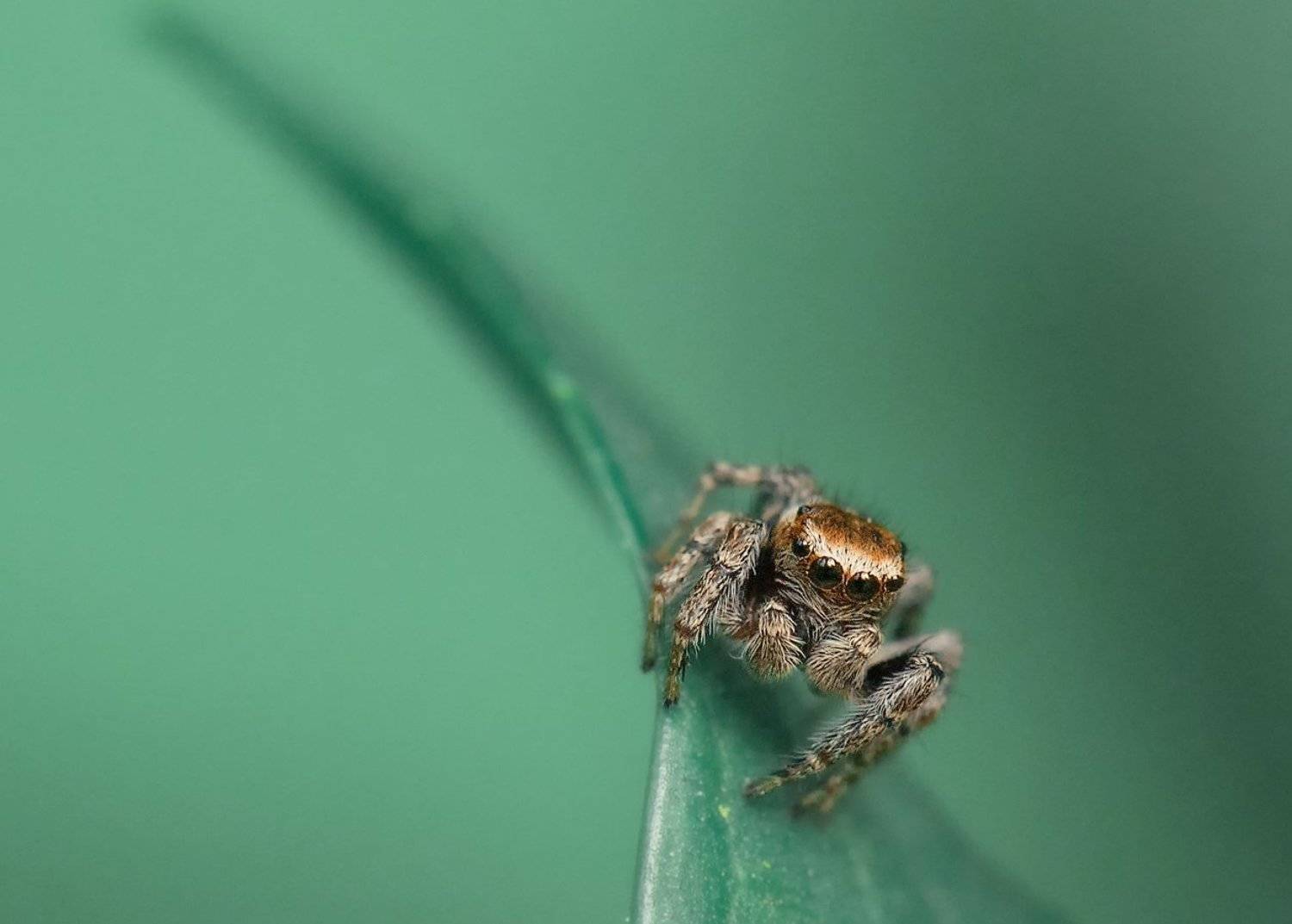 , Олег Тыркин