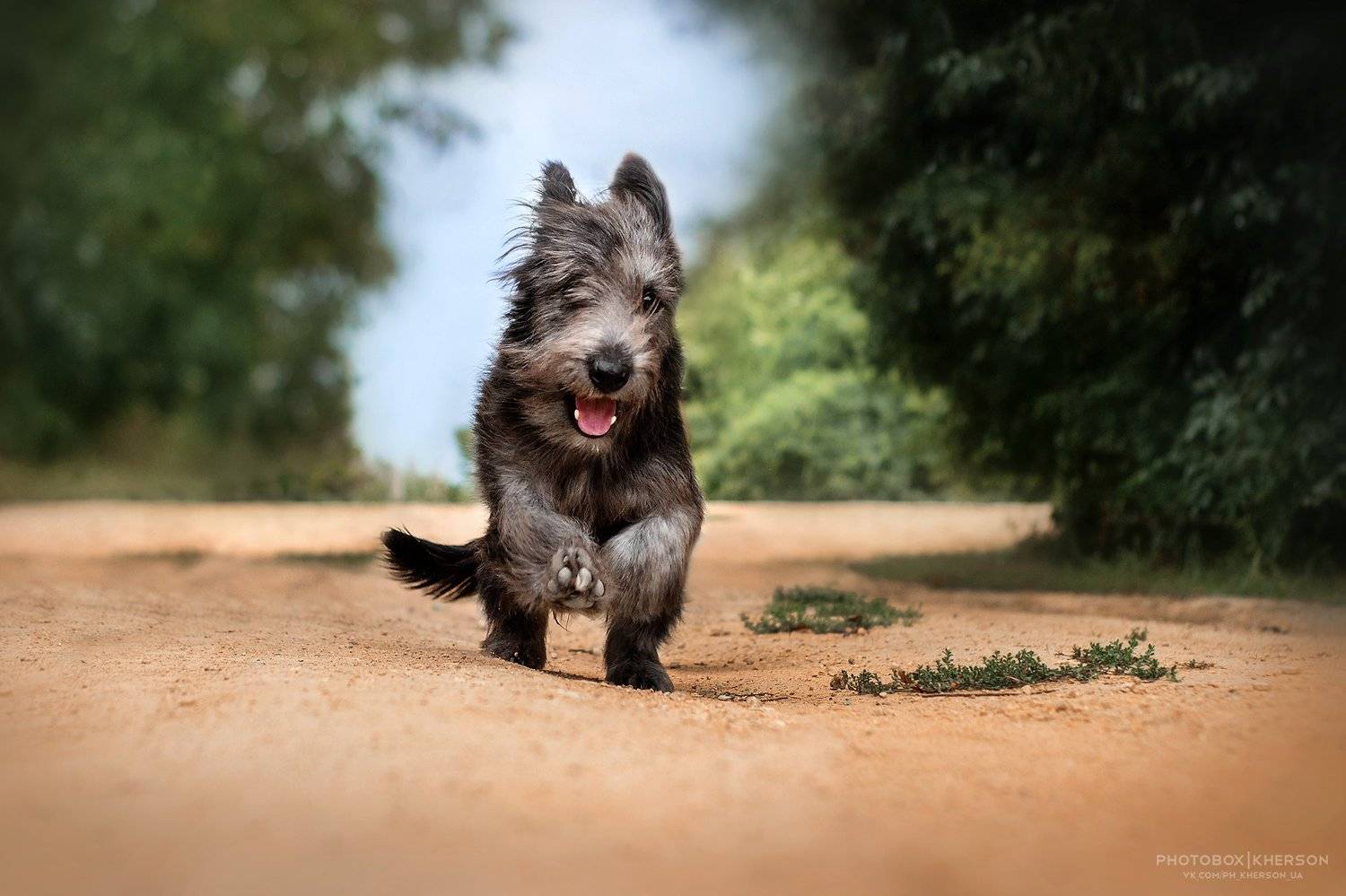 собака, щенок, анималистика, лето, Екатерина Кикоть