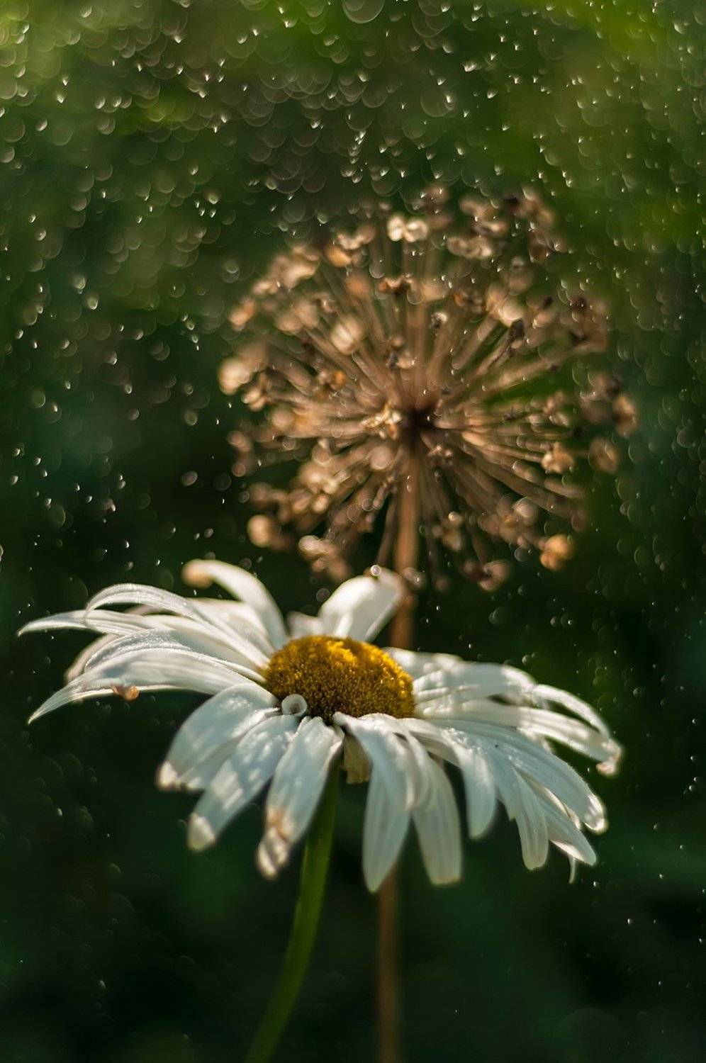 ромашка лето дождь капли, Галина вокальчук