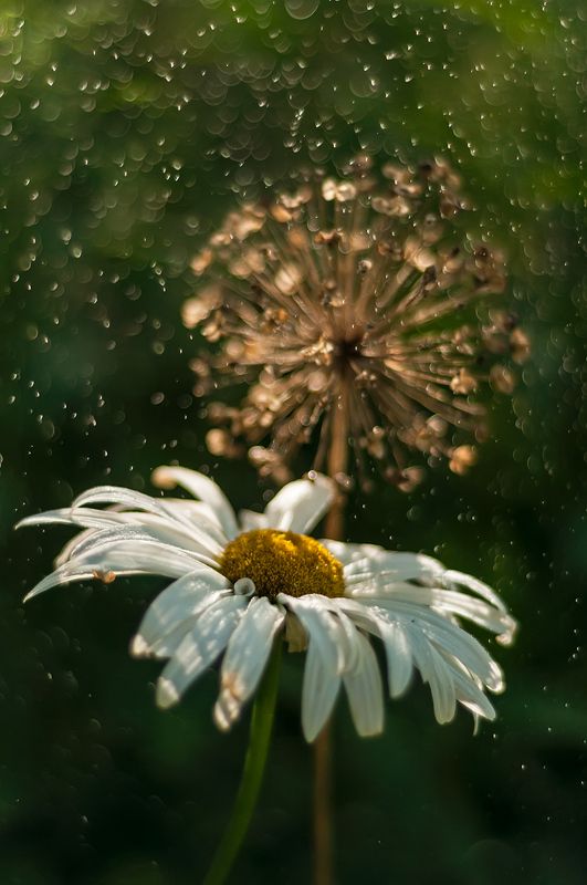 ромашка лето дождь капли Огонек фото превью