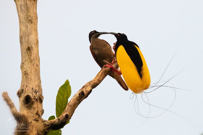 Поцелуй райской птицы. (Twelve-wired bird of paradise) фото превью