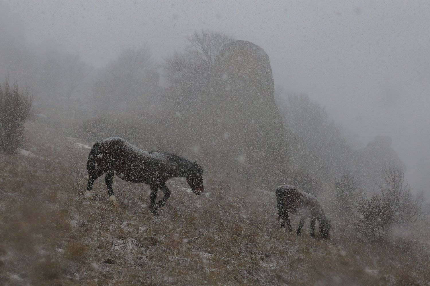 , Ирина Гайворонская