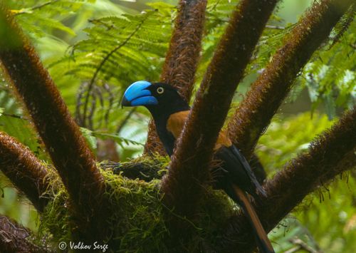 Шлемоносная ванга