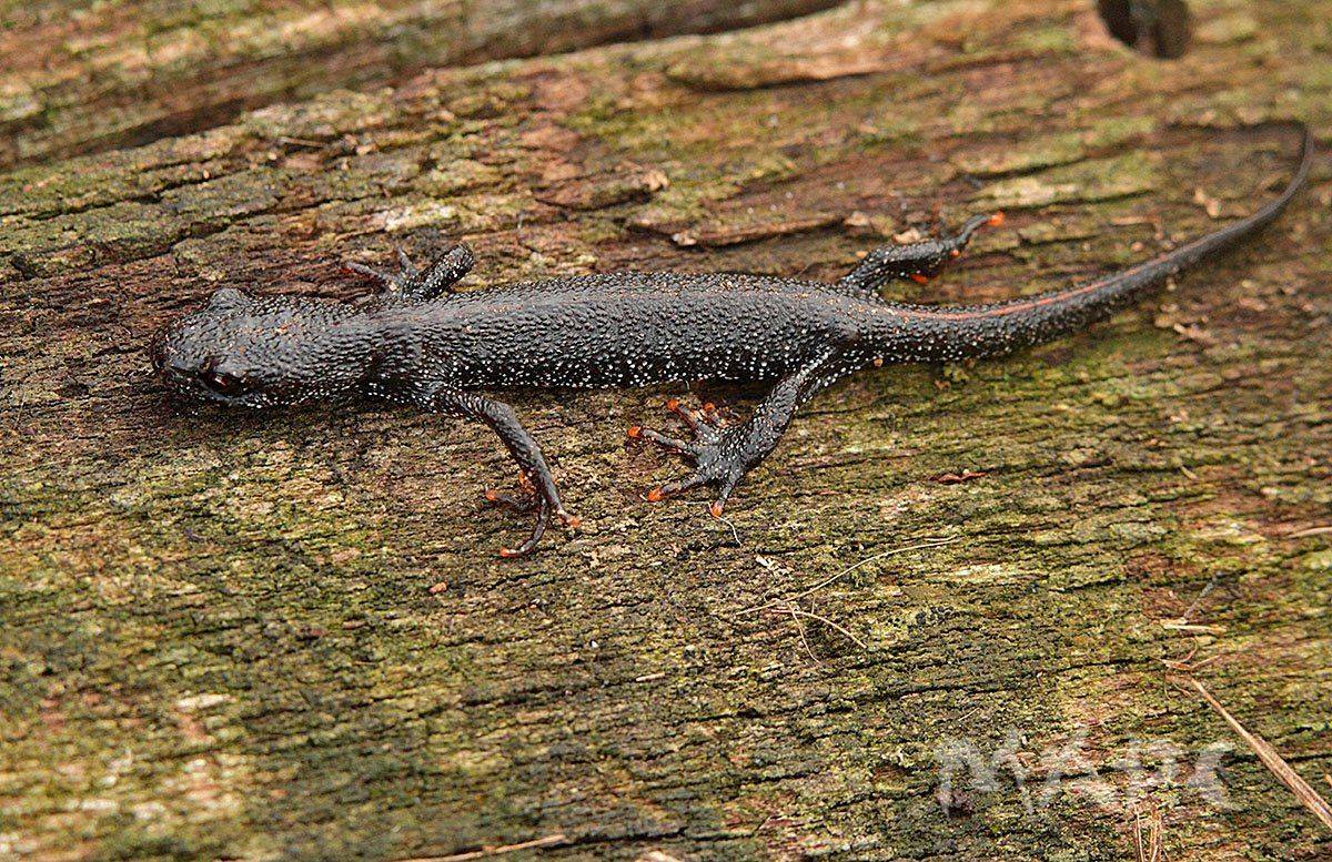 животные амфибия тритон осень, Шангареев Марс