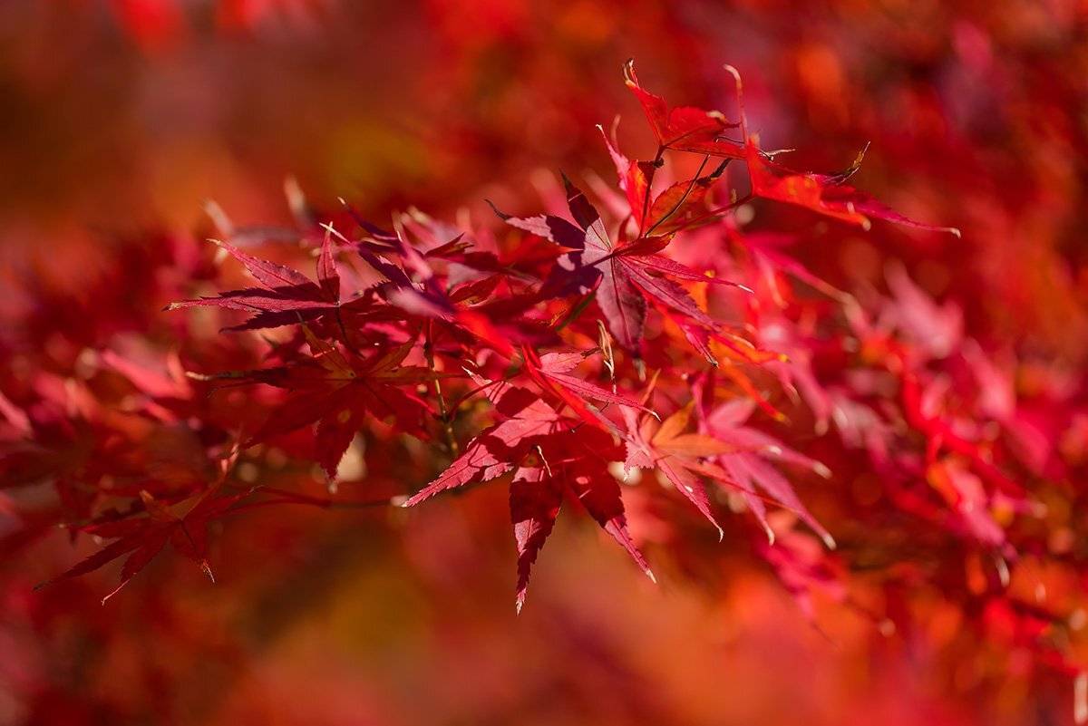 природа, осень, листва, клён, красный, яркий, костёр, клен дланевидный, Александр Земляной