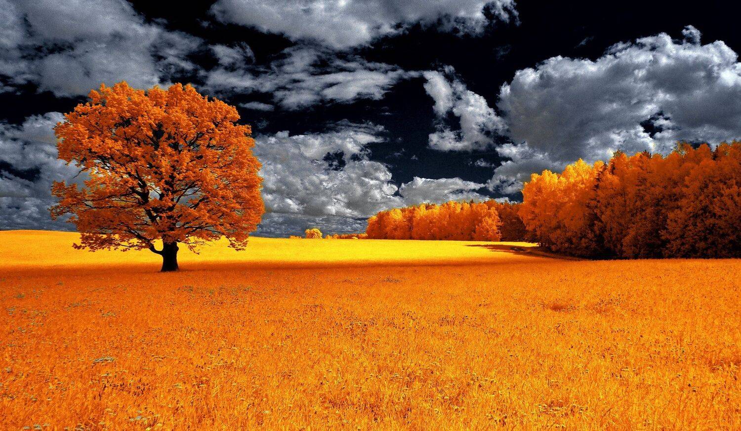 infrared,ик-фото,инфракрасное фото,инфракрасная фотография,пейзаж,природа,беларусь,весна, Sixten ( Сергей )