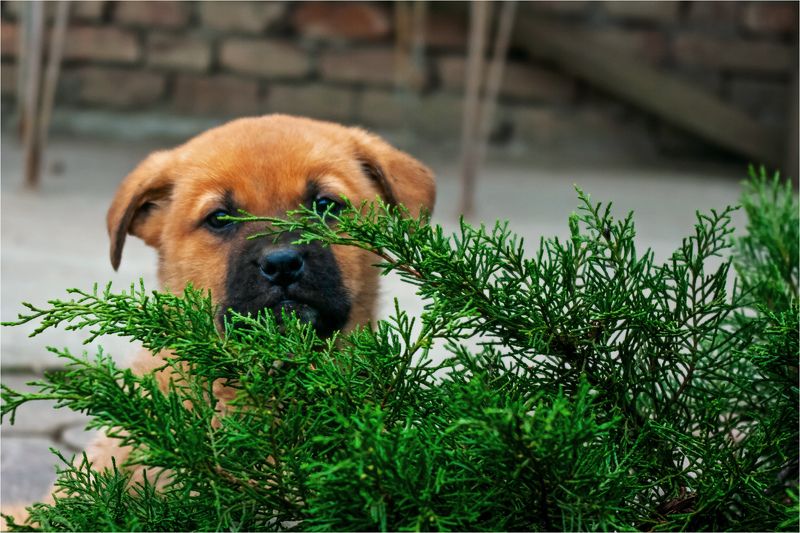 братья меньшие Взасаде фото превью