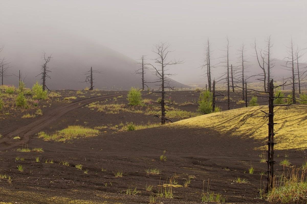 камчатка, лес, мертвый лес, вулкан, природа, пейзаж, россия, туман,фототур,сопка, Elena Pakhalyuk
