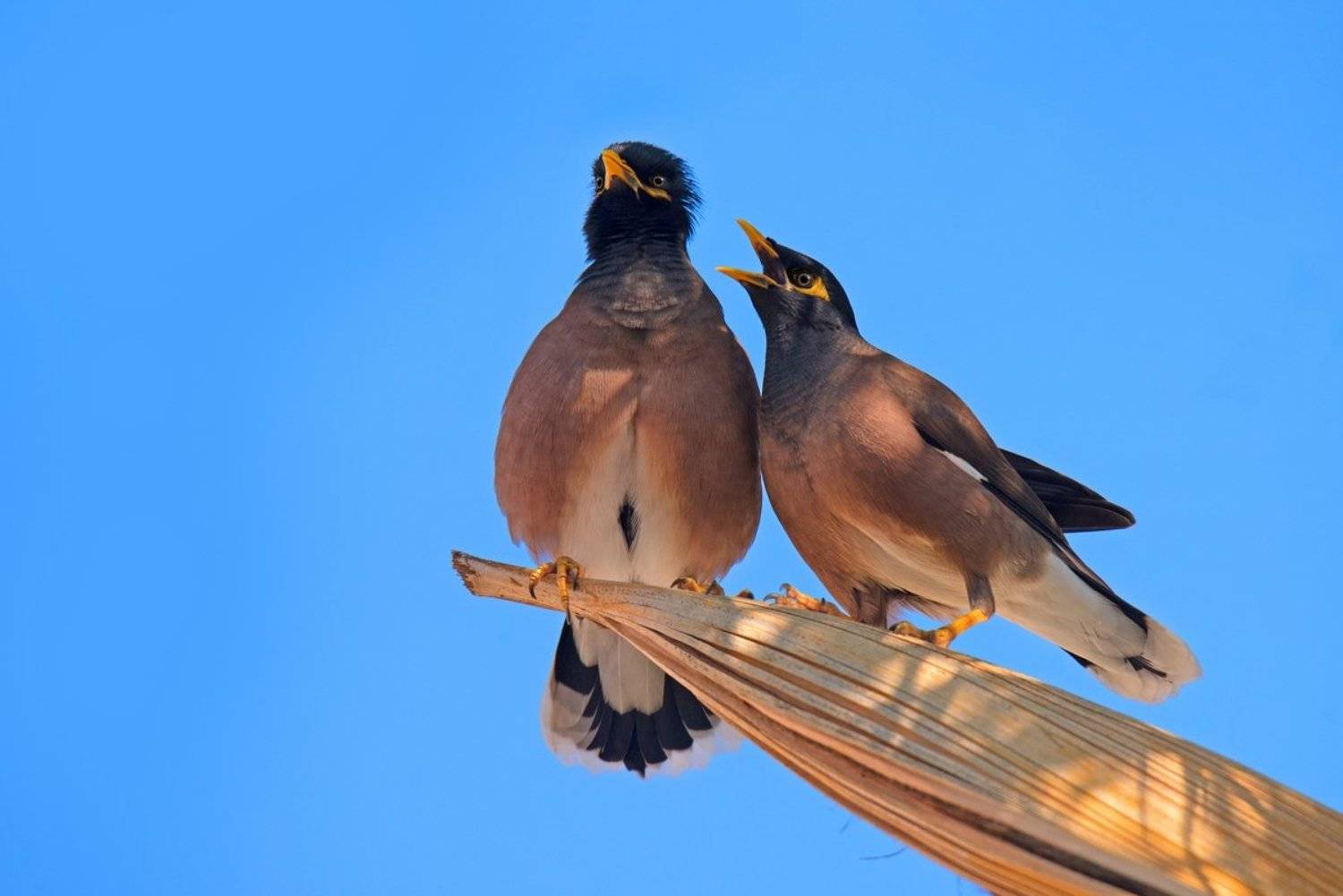 майна, скворцы, декабрь, Людмила Бекман