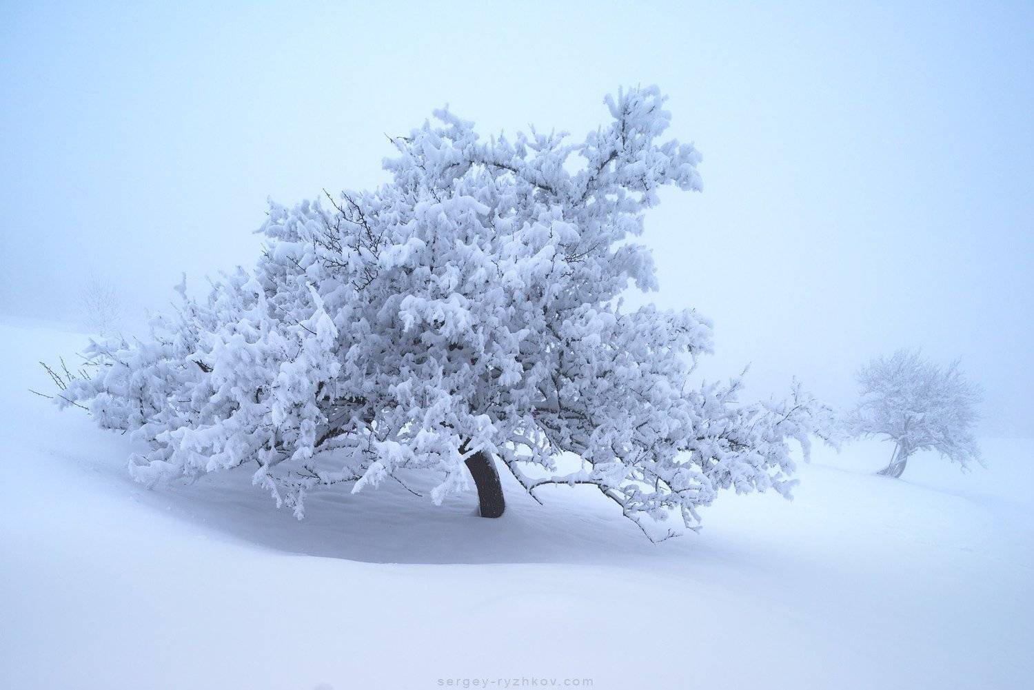 карпаты, украина, природа, зима, дерево, пейзаж, туман, fog, carpathians, ukraine, nature, landscape, winter,, Сергей Рыжков