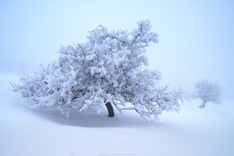 карпаты, украина, природа, зима, дерево, пейзаж, туман, fog, carpathians, ukraine, nature, landscape, winter, *** фото превью