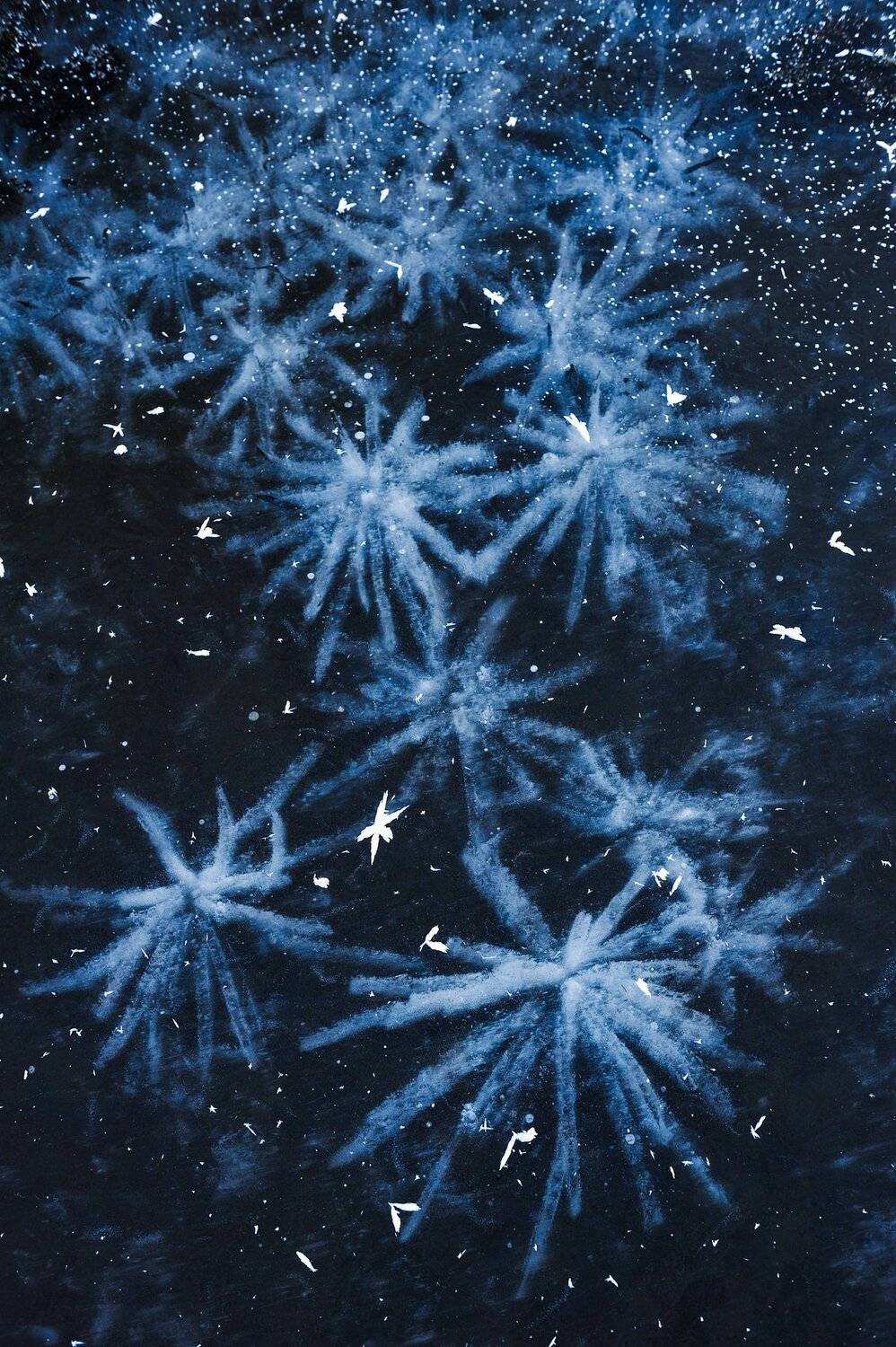 природа вода водоем озеро пруд растение растительность узор абстракция паттерн текстура воздух пузырьки толща лед мороз зима осень, Григорий Пиль