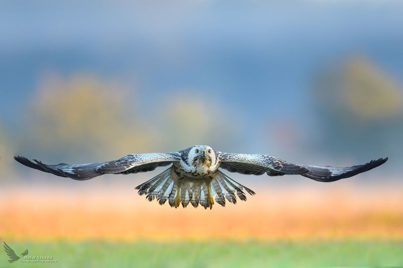 Myszołów, Common Buzzard (Buteo buteo) ... 2018r фото превью