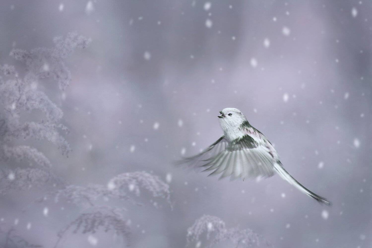 , Arkadiusz Michalak