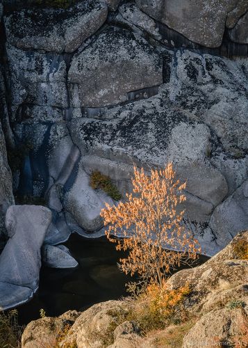 Дерево в каньоне. Актовский каньон.