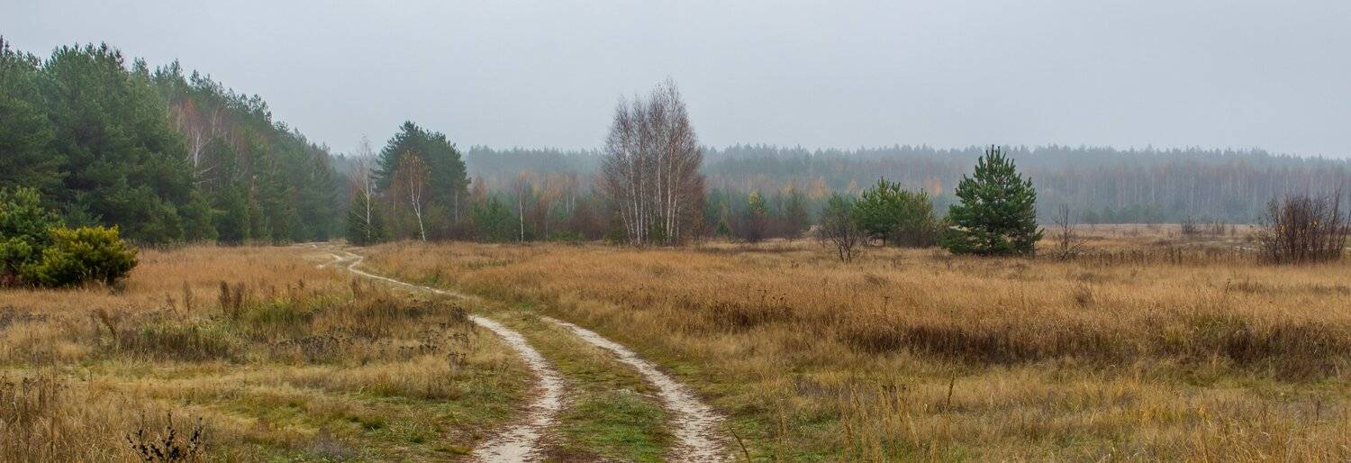 осень, туман, лес, октябрь, дорога, Руслан Востриков