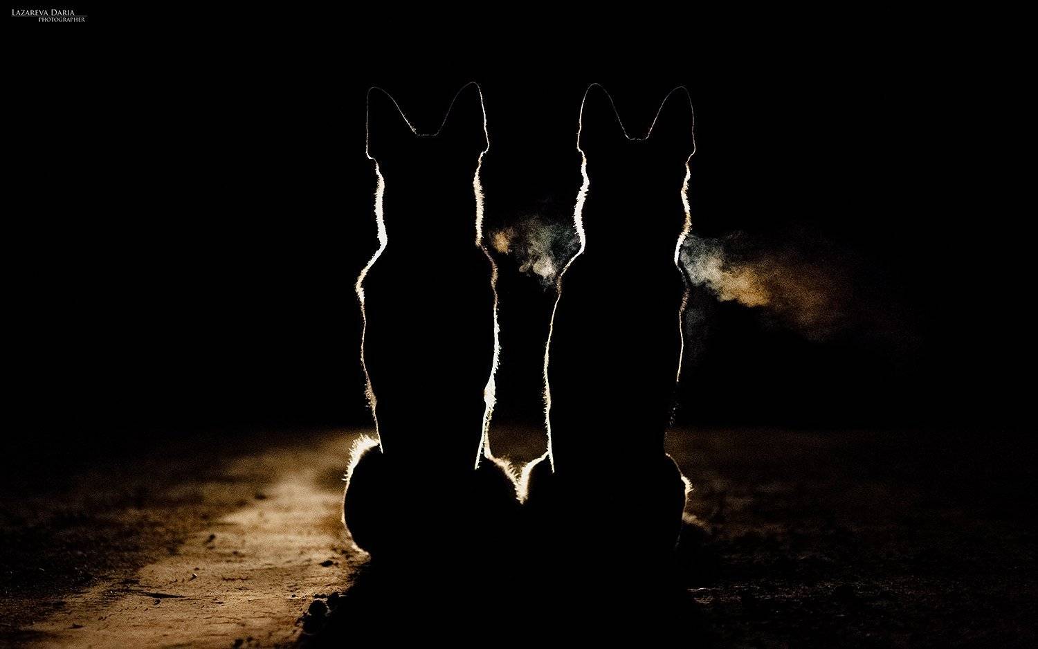 собака, природа, лес, овчарка, ночь, контровый свет, Дарья Лазарева