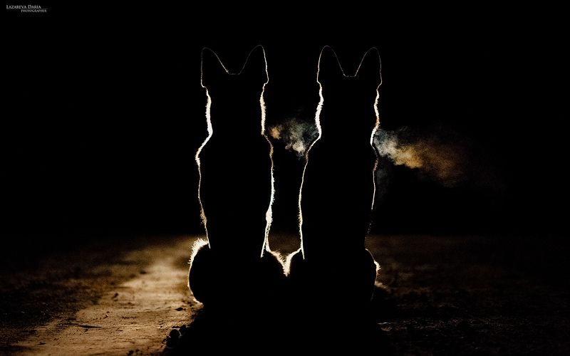 собака, природа, лес, овчарка, ночь, контровый свет Ночные стражи фото превью