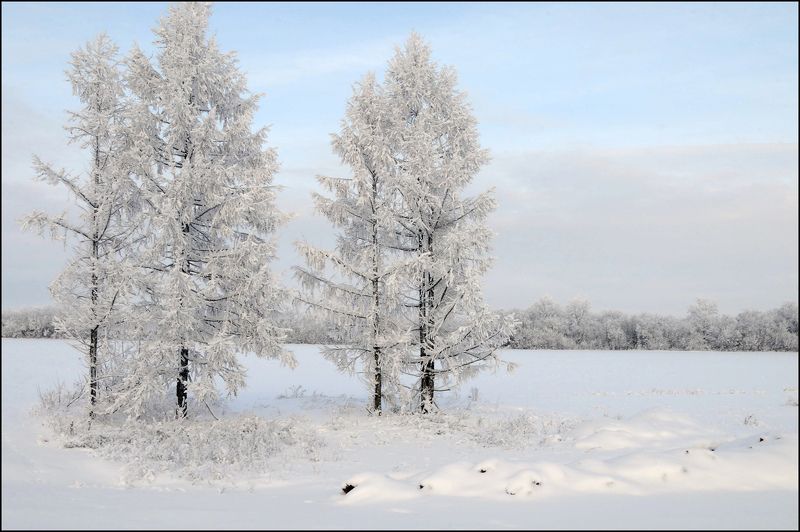 зима,снег,деревья Зимний наряд фото превью
