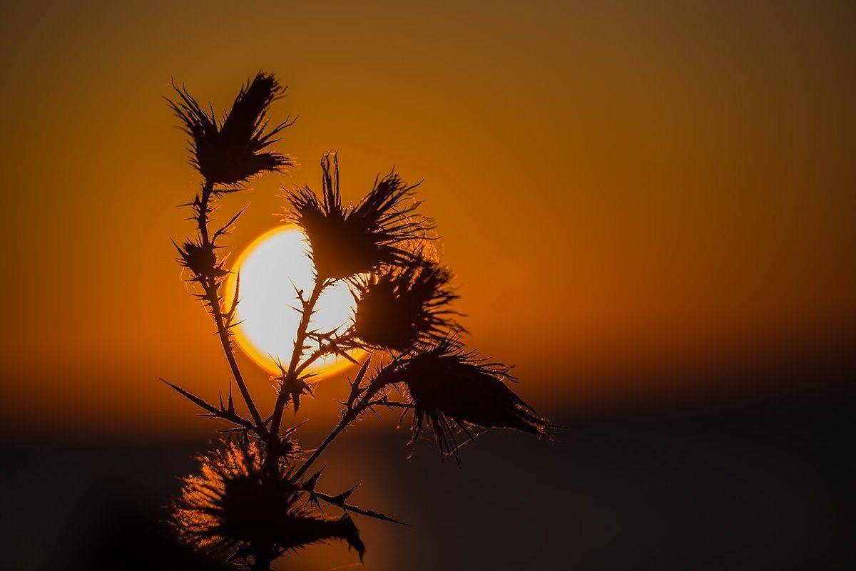 осень, море, горизонт, солнце, закат, колючка, контур, Александр Земляной