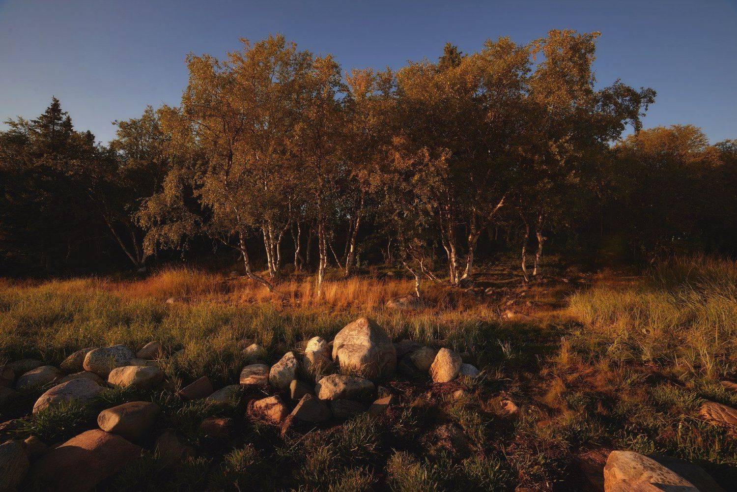 #dervod #drevo #Соловки, Демид Волков