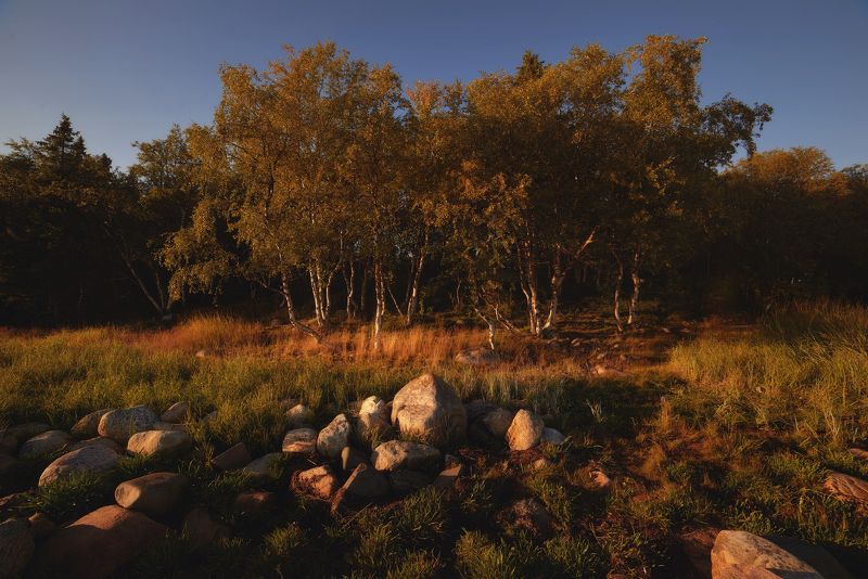 #dervod #drevo #Соловки Берег моря, большой Соловецкий остров  фото превью