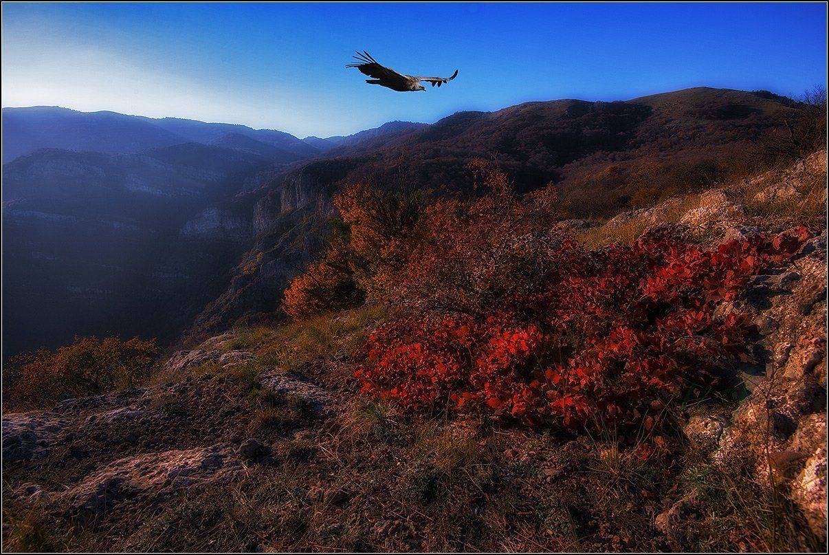 крым, осень, демирджи, сип, АНАТОЛИЙ ДОВЫДЕНКО