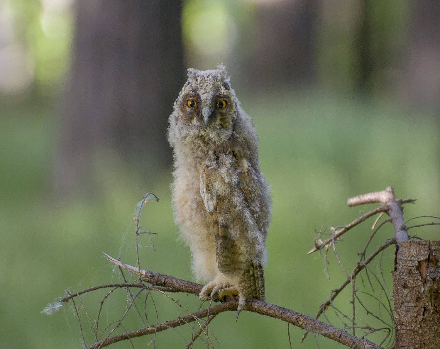 птицы,природа,лето, Андрей Киселёв
