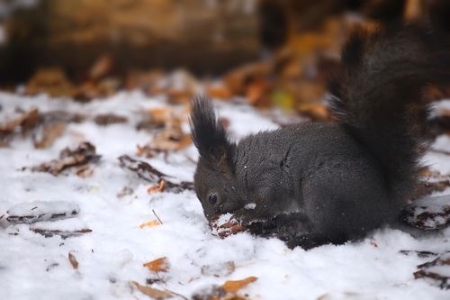 Squirrel