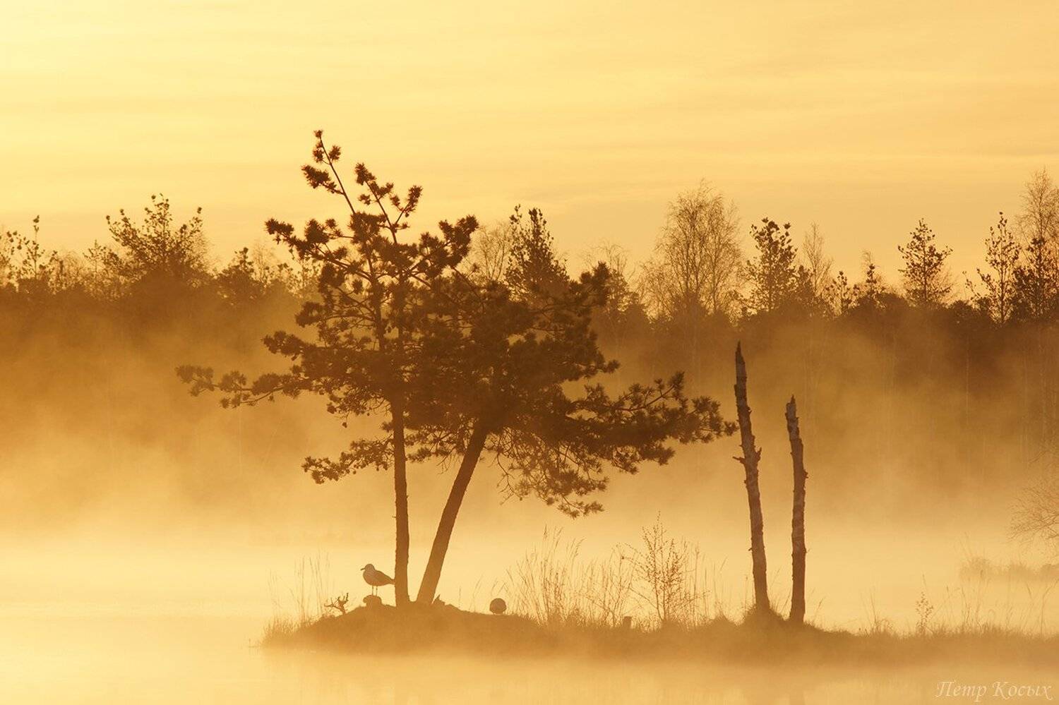 , Петр Косых