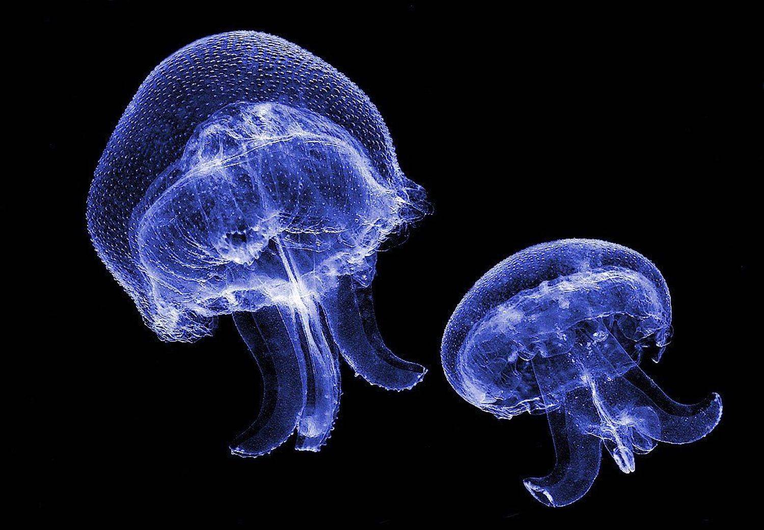  Медузы,аурелии., Александр Зорин