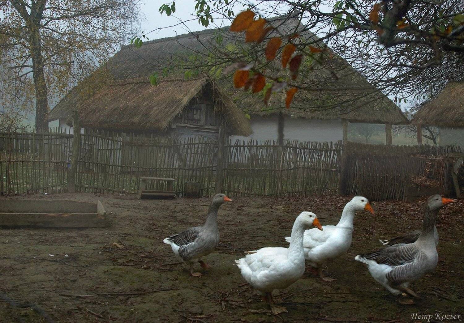 , Петр Косых