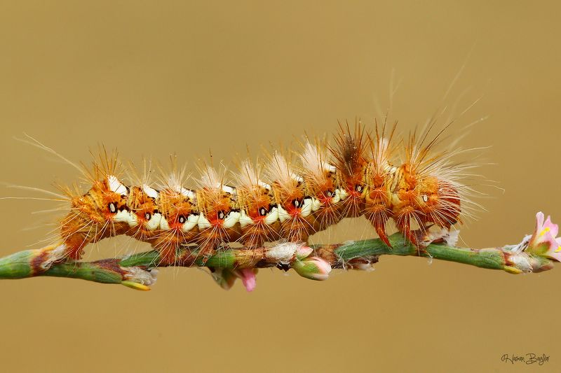 #moth#caterpillar#macro#nature#northcyprus#cyprus Punky фото превью