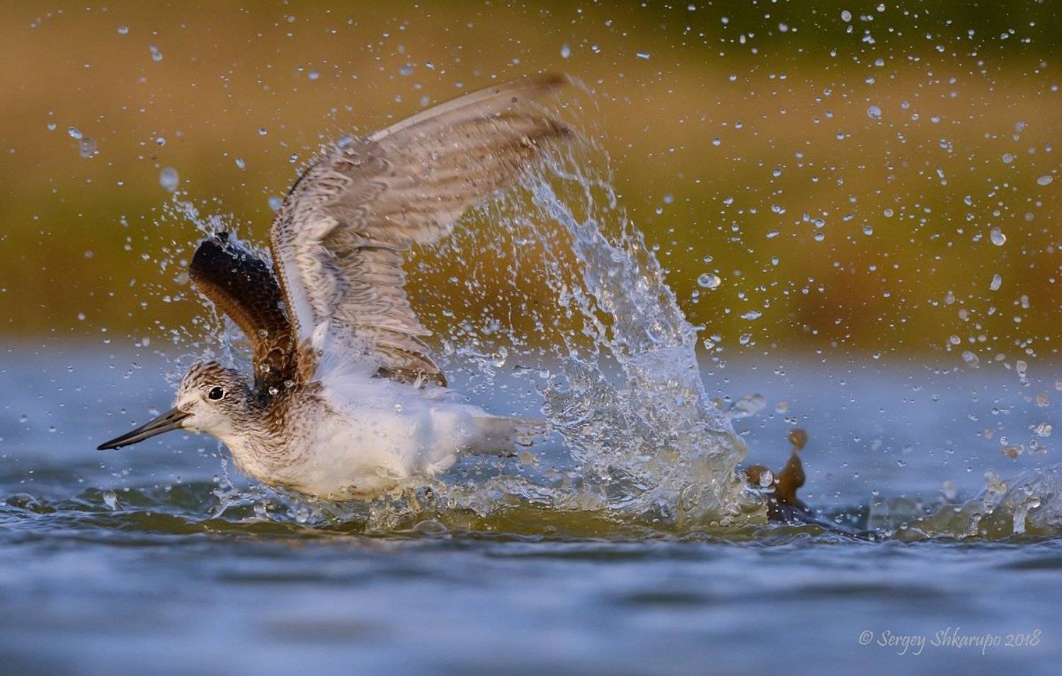 большой улит, птицы, birds, wildlife, Сергей Шкарупо