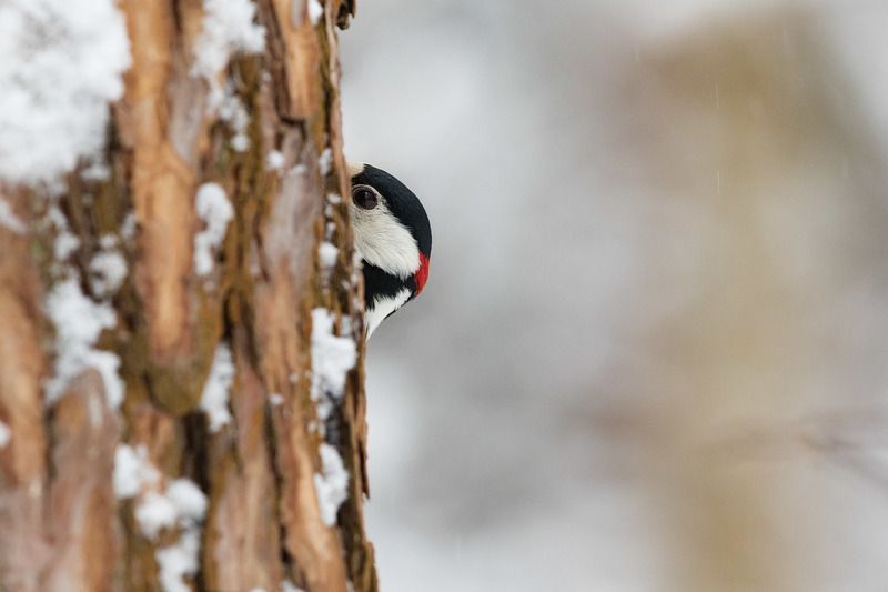 Я тебя вижу фото превью