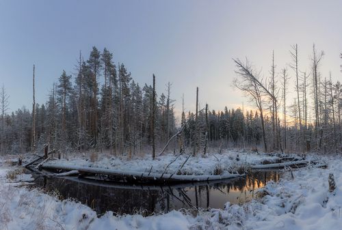 Болотный вечер