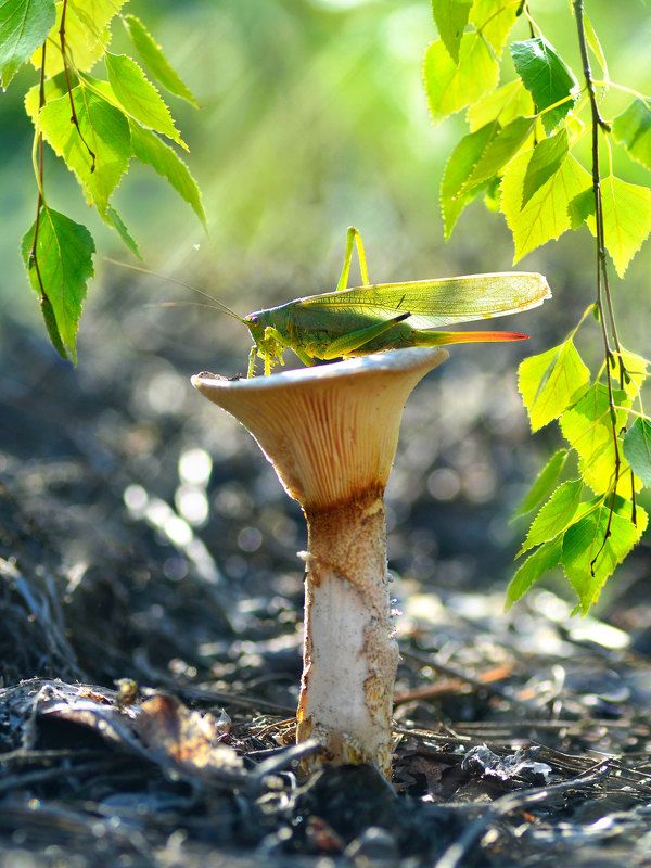 осень, макро, природа, саранча, гриб, ветви березы, зеленые листья, луч  фото превью