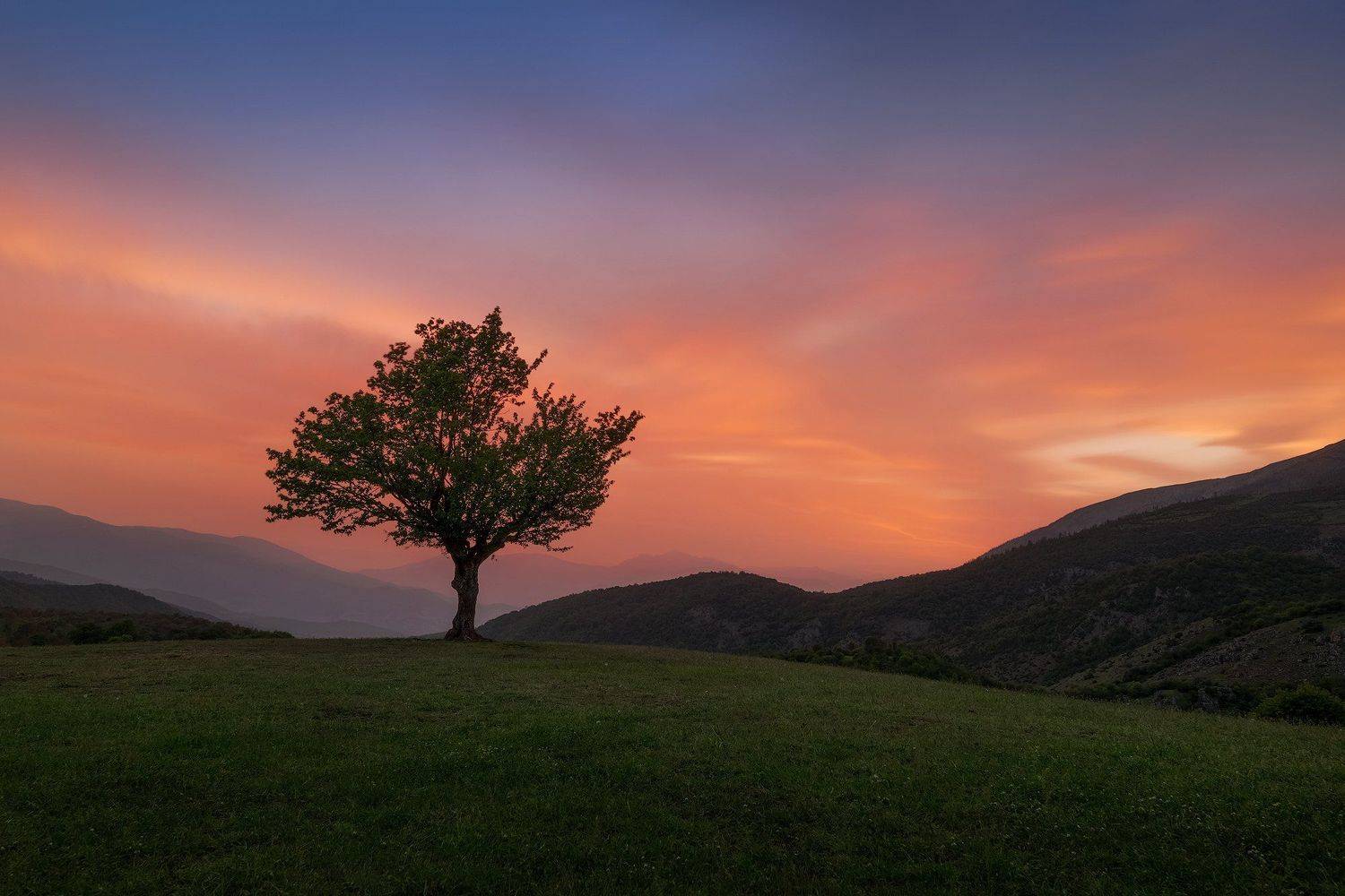 landscape tree color, Pedram Mirsadeghi