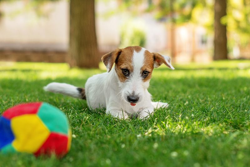 собака, щенок, анималистика, лето, домашние животные Мячик фото превью