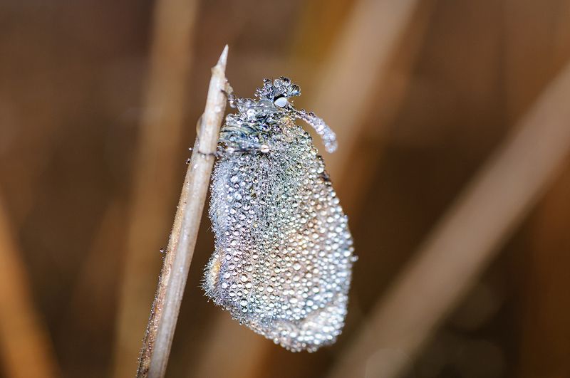 И снова про любовь к бриллиантам фото превью
